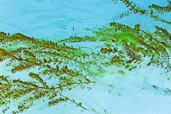 N 061D